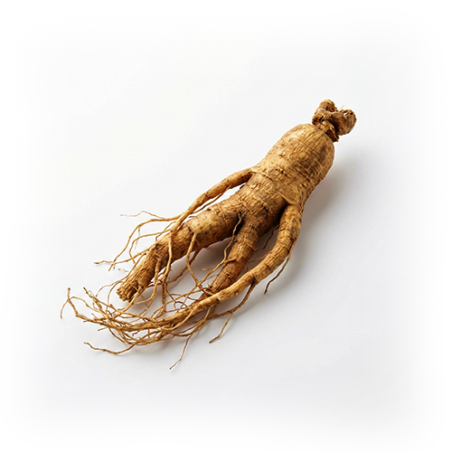 Ginsengextrakt