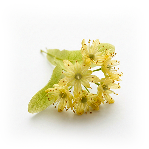 Lindenblütenextrakt